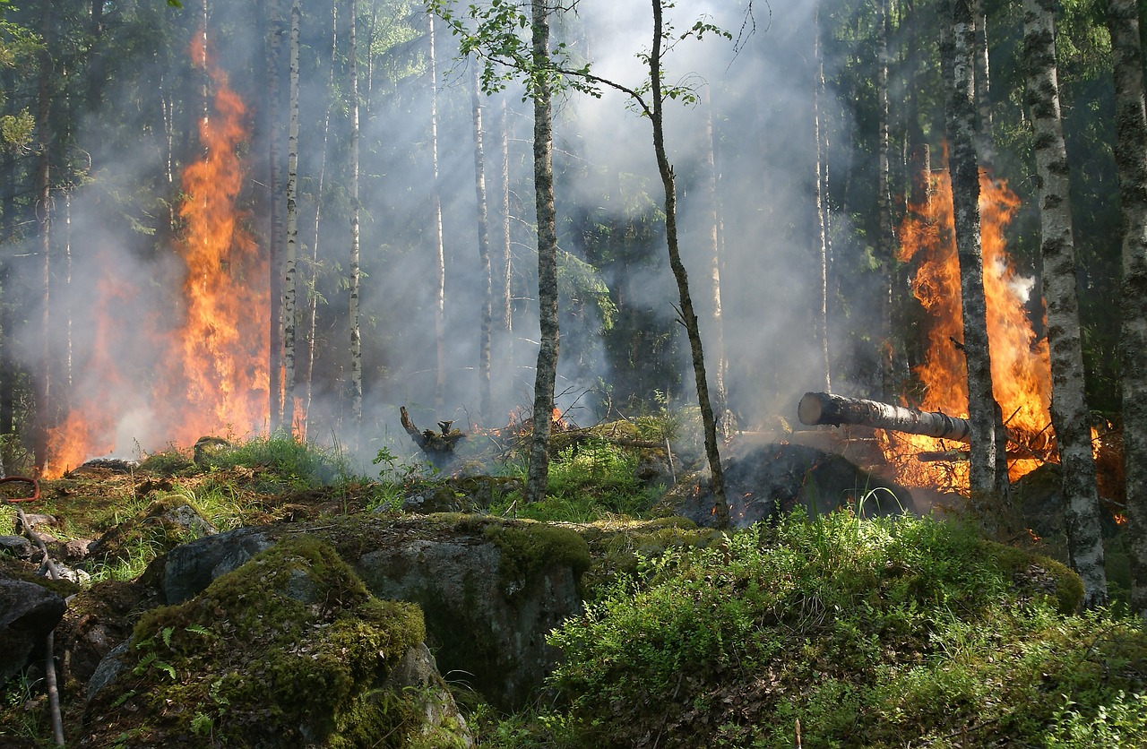 Reviving the Earth's Lungs: The Importance of Forest Conservation